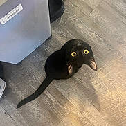 Anakin is registered to the contest to win money with this photo: black_cat, cat, yellow_eyes, wooden_floor, food_bowls, pet, indoor, curious, looking_up, flooring, slippers, domestic_animal, feline, animal, home, companion, cute, pet_food, floor, household