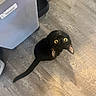 black_cat, cat, yellow_eyes, wooden_floor, food_bowls, pet, indoor, curious, looking_up, flooring, slippers, domestic_animal, feline, animal, home, companion, cute, pet_food, floor, household