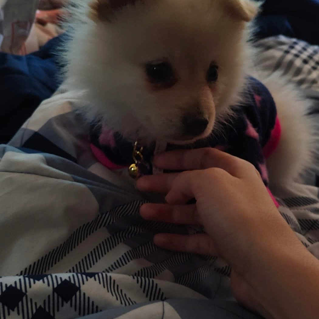 Lily is registered to the contest to win money with this photo: animal, bed, bedroom, blanket, canine, couch, dog, electronics, eskimodog, face, furniture, head, indoors, person, pet, phone, photography, portrait, puppy, room