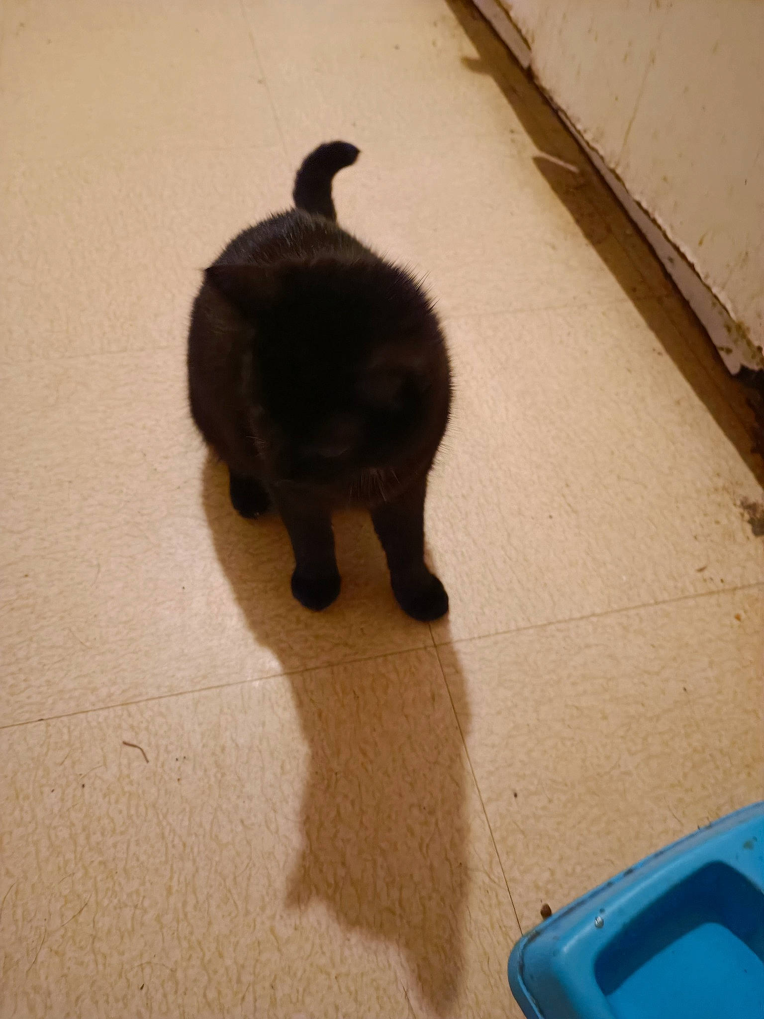 Chipie a rejoint le concours — aidez-le/la à gagner de superbes lots ! black_cat, bombay, carnivore, cat, dog_breed, electric_blue, felidae, floor, flooring, fur, hardwood, shadow, small_to_medium_sized_cats, snout, sporting_group, tail, terrestrial_animal, tints_and_shades, whiskers, wood