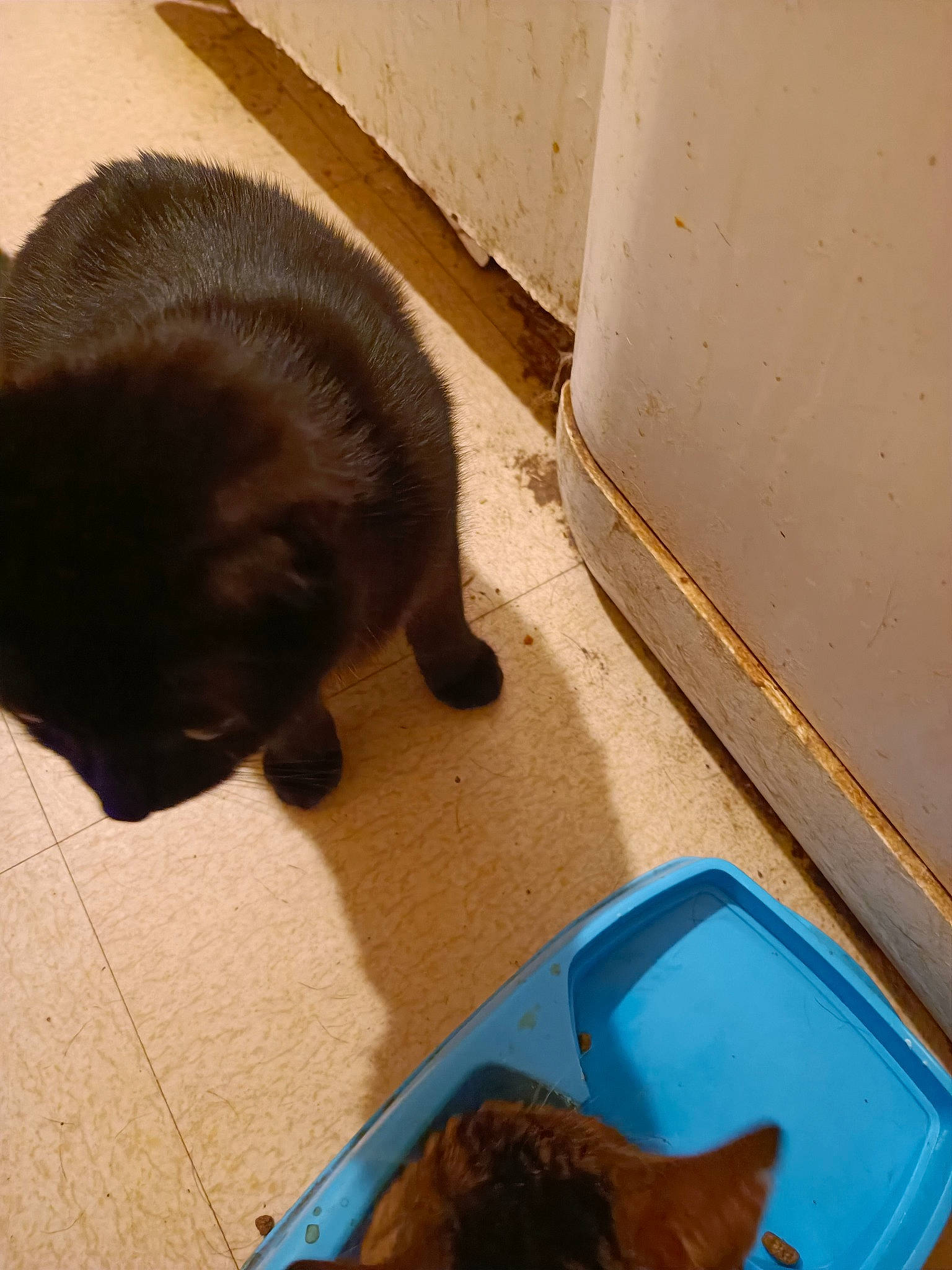 Chipie a rejoint le concours — aidez-le/la à gagner de superbes lots ! animal_feed, brown, carnivore, cat, cat_supply, dog_breed, domestic_short_haired_cat, door_mat, felidae, flooring, fur, hardwood, mammal, pet_supply, small_to_medium_sized_cats, sporting_group, tail, terrestrial_animal, whiskers, wood