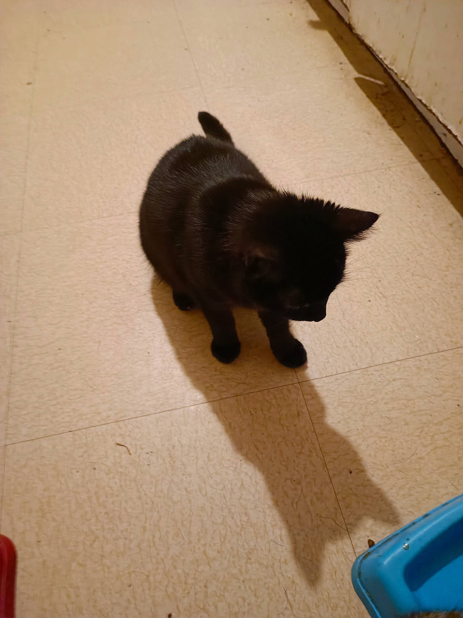 Chipie participe au concours pour gagner de l'argent avec cette photo : black_cat, carnivore, cat, claw, dog_breed, domestic_short_haired_cat, felidae, fender, floor, flooring, fur, hood, road_surface, shadow, small_to_medium_sized_cats, tail, terrestrial_animal, tints_and_shades, whiskers, wood