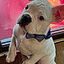 puppy, dog, bow_tie, white_fur, pet, indoor, looking_up, cute, young_dog, attentive, animal, companion, domestic_animal, front_paws, carpet, window, red_background, playful, adorable, small_dog