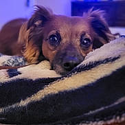 Parker is registered to the contest to win money with this photo: dog, pet, blanket, resting, closeup, fur, ears, indoor, cozy, soft, sleepy, portrait, animal, cute, comfort, eyes, snout, warm, relaxed, muzzle