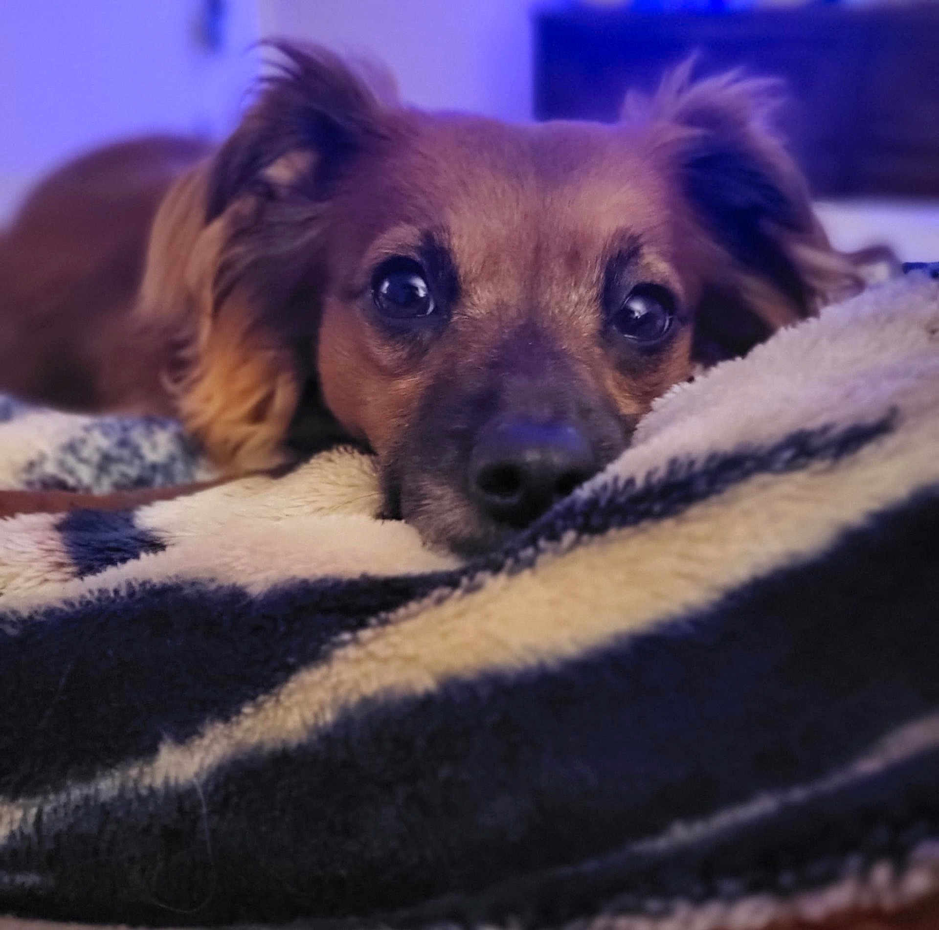 Parker is registered to the contest to win money with this photo: dog, pet, blanket, resting, closeup, fur, ears, indoor, cozy, soft, sleepy, portrait, animal, cute, comfort, eyes, snout, warm, relaxed, muzzle