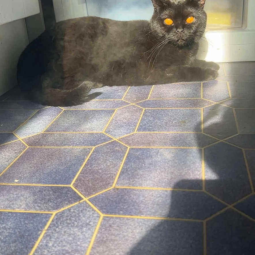 Feltwell Freddie joined the competition — help win amazing prizes! animal, black_cat, cat, cute, domestic, feline, floor, fur, home, indoor, kitchen, lying_down, orange_eyes, pet, refrigerator, resting, shadow, sunlight, tile_floor, whiskers