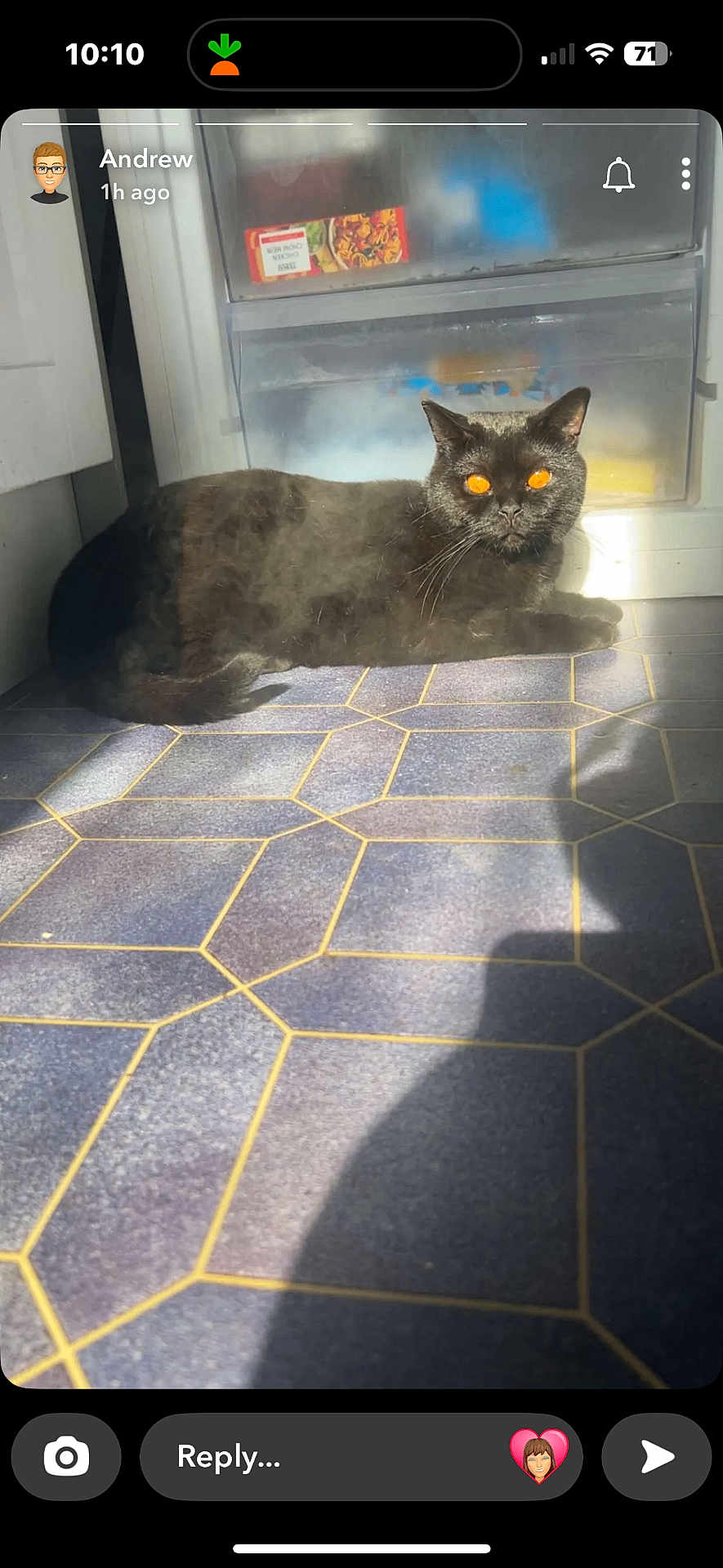 Feltwell Freddie joined the competition — help win amazing prizes! animal, black_cat, cat, cute, domestic, feline, floor, fur, home, indoor, kitchen, lying_down, orange_eyes, pet, refrigerator, resting, shadow, sunlight, tile_floor, whiskers