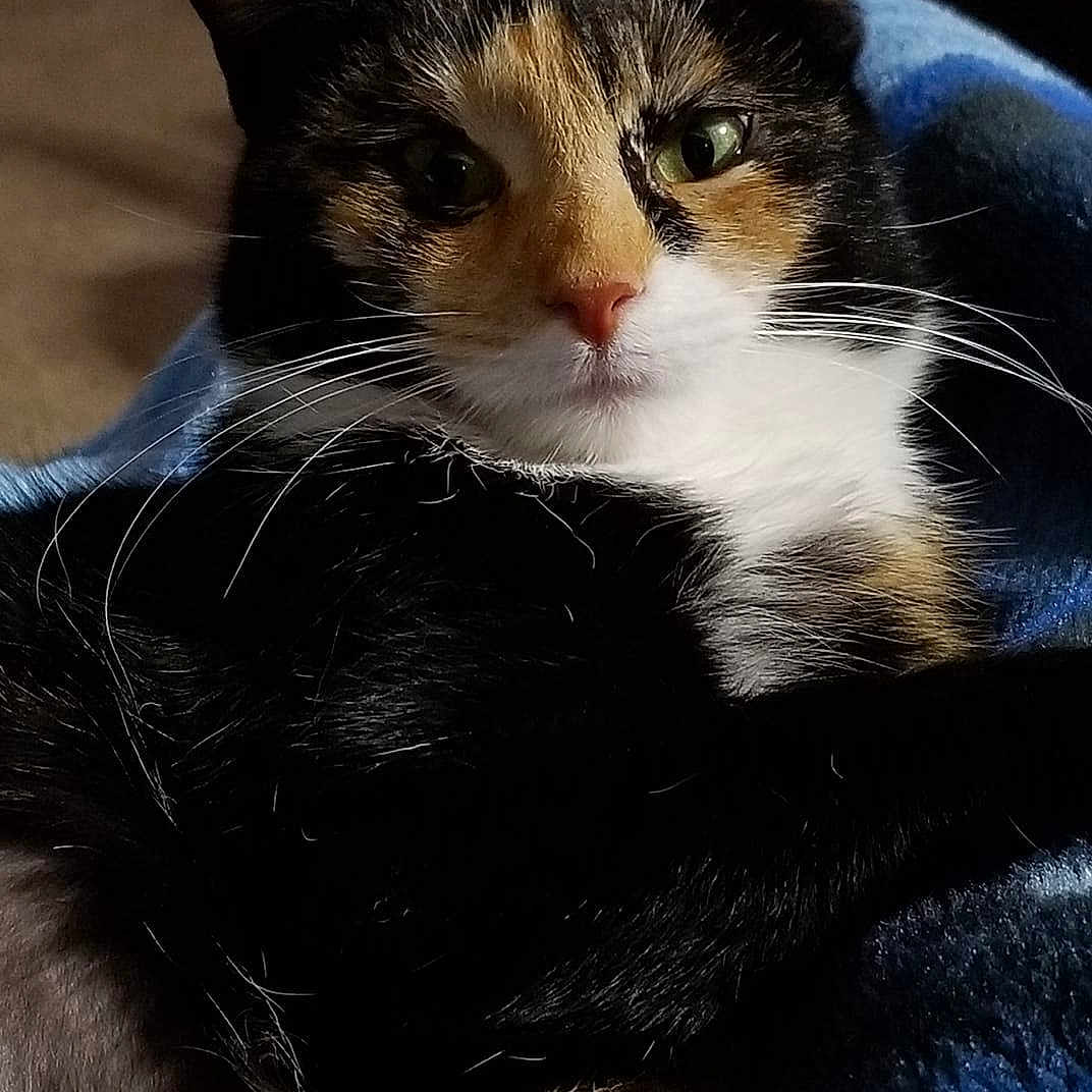 Chloe joined the competition — help win amazing prizes! aegean_cat, american_wirehair, asian, black_and_white, carnivore, cat, domestic_short_haired_cat, european_shorthair, felidae, fur, kitten, mammal, nose, small_to_medium_sized_cats, snout, whiskers