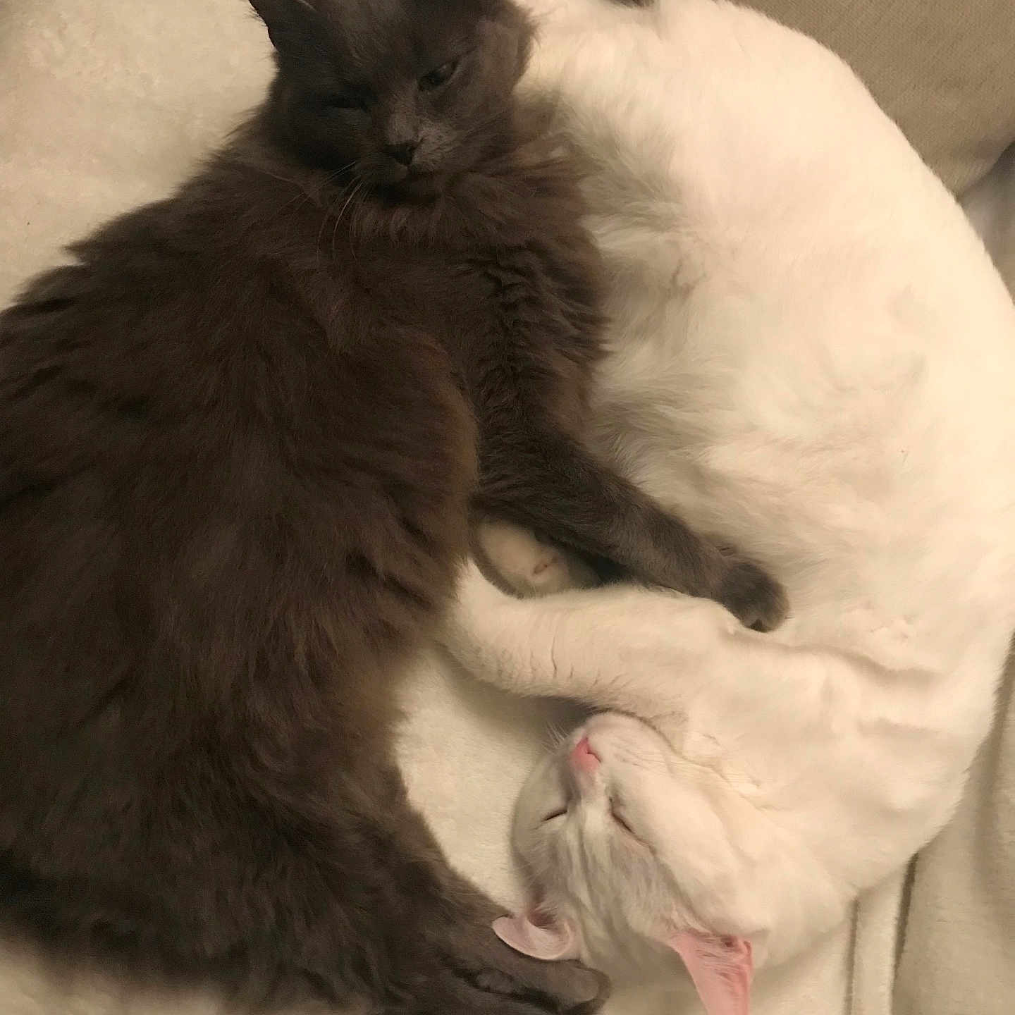 Yin Et Yang