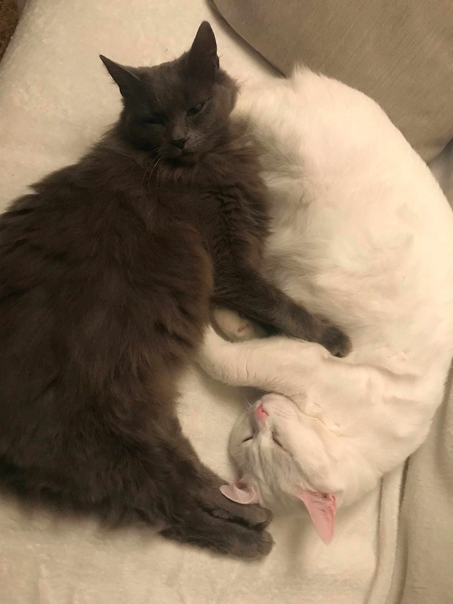 Yin Et Yang