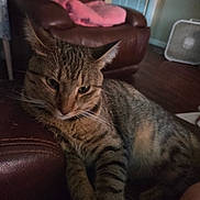 Boots joined the competition — help win amazing prizes! animal, cat, cozy, door, ears, floor_fan, fur, furniture, home, indoor, leather_couch, living_room, pet, pink_blanket, relaxed, resting, striped, tabby_cat, whiskers, wood_floor