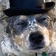 Rip joined the competition — help win amazing prizes! dog, pet, top_hat, speckled_coat, blue_heeler, portrait, close_up, funny, costume, hat, animal, face, snout, nose, eyes, paws, collar, indoors, floor, humorous