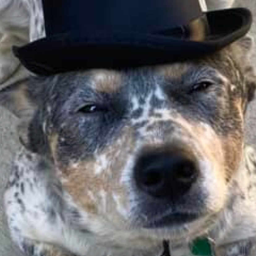 Rip joined the competition — help win amazing prizes! dog, pet, top_hat, speckled_coat, blue_heeler, portrait, close_up, funny, costume, hat, animal, face, snout, nose, eyes, paws, collar, indoors, floor, humorous