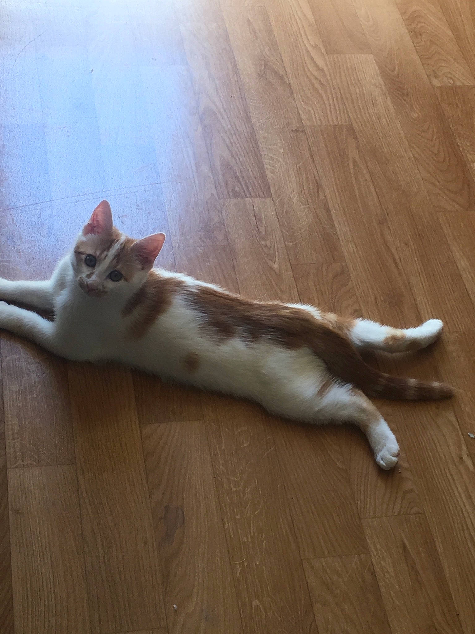 Pepsi participe au concours pour gagner de l'argent avec cette photo : aegean_cat, american_wirehair, carnivore, cat, domestic_short_haired_cat, european_shorthair, fawn, felidae, floor, flooring, hardwood, kitten, laminate_flooring, paw, polydactyl_cat, small_to_medium_sized_cats, tail, whiskers, wood, wood_flooring