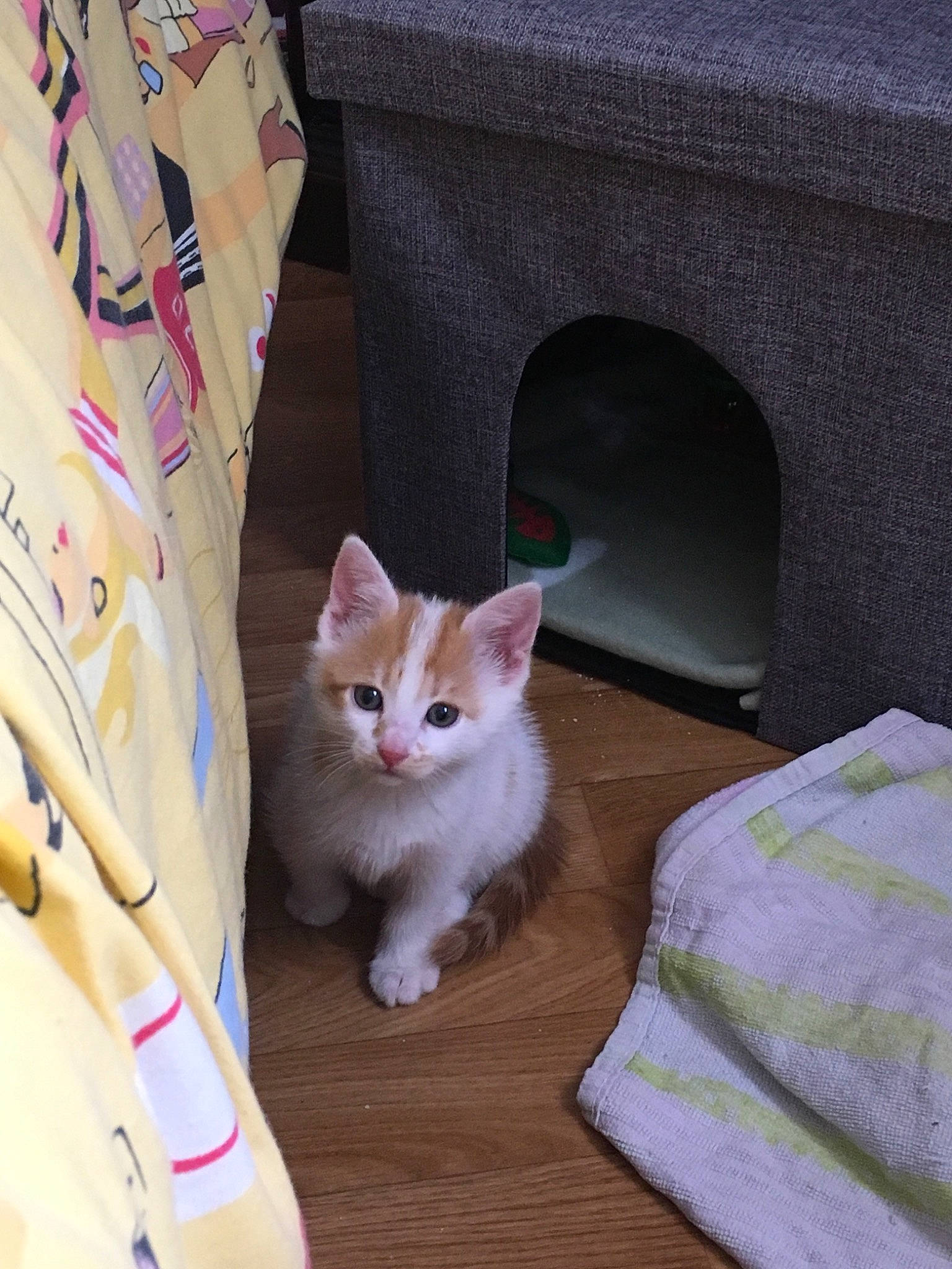 Pepsi participe au concours pour gagner de l'argent avec cette photo : aegean_cat, asian, burmilla, carnivore, cat, domestic_short_haired_cat, european_shorthair, fawn, felidae, fur, german_rex, kitten, mammal, munchkin, polydactyl_cat, small_to_medium_sized_cats, tabby_cat, turkish_angora, turkish_van, whiskers