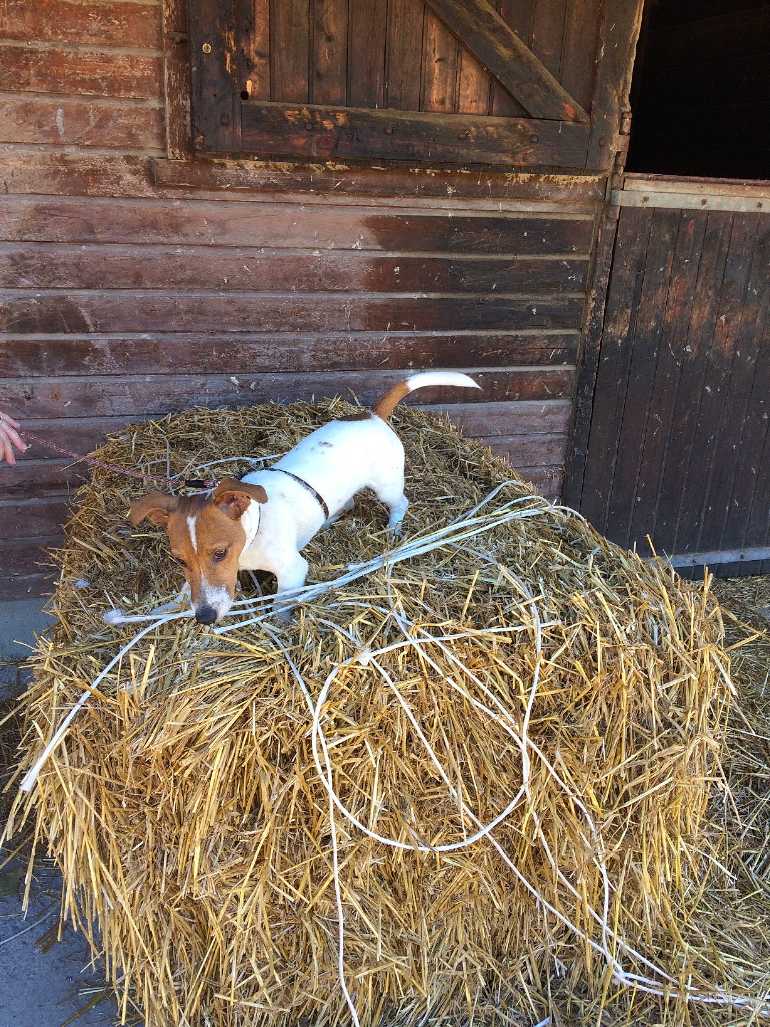 Nelson a rejoint le concours — aidez-le/la à gagner de superbes lots ! canidae, hay, jack_russell_terrier, plant, straw
