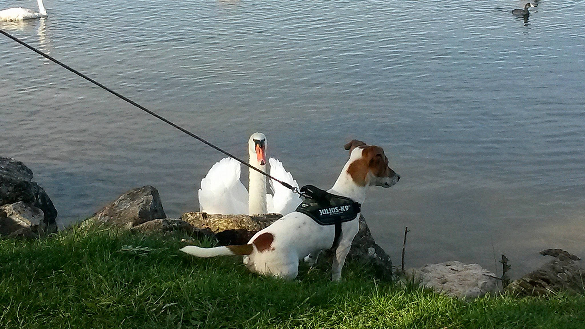 Nelson participe au concours pour gagner de l'argent avec cette photo : canidae, carnivore, companion_dog, dog, dog_breed, fox_terrier, jack_russell_terrier, mammal, parson_russell_terrier, russell_terrier, smooth_fox_terrier, sporting_group, terrier, vertebrate