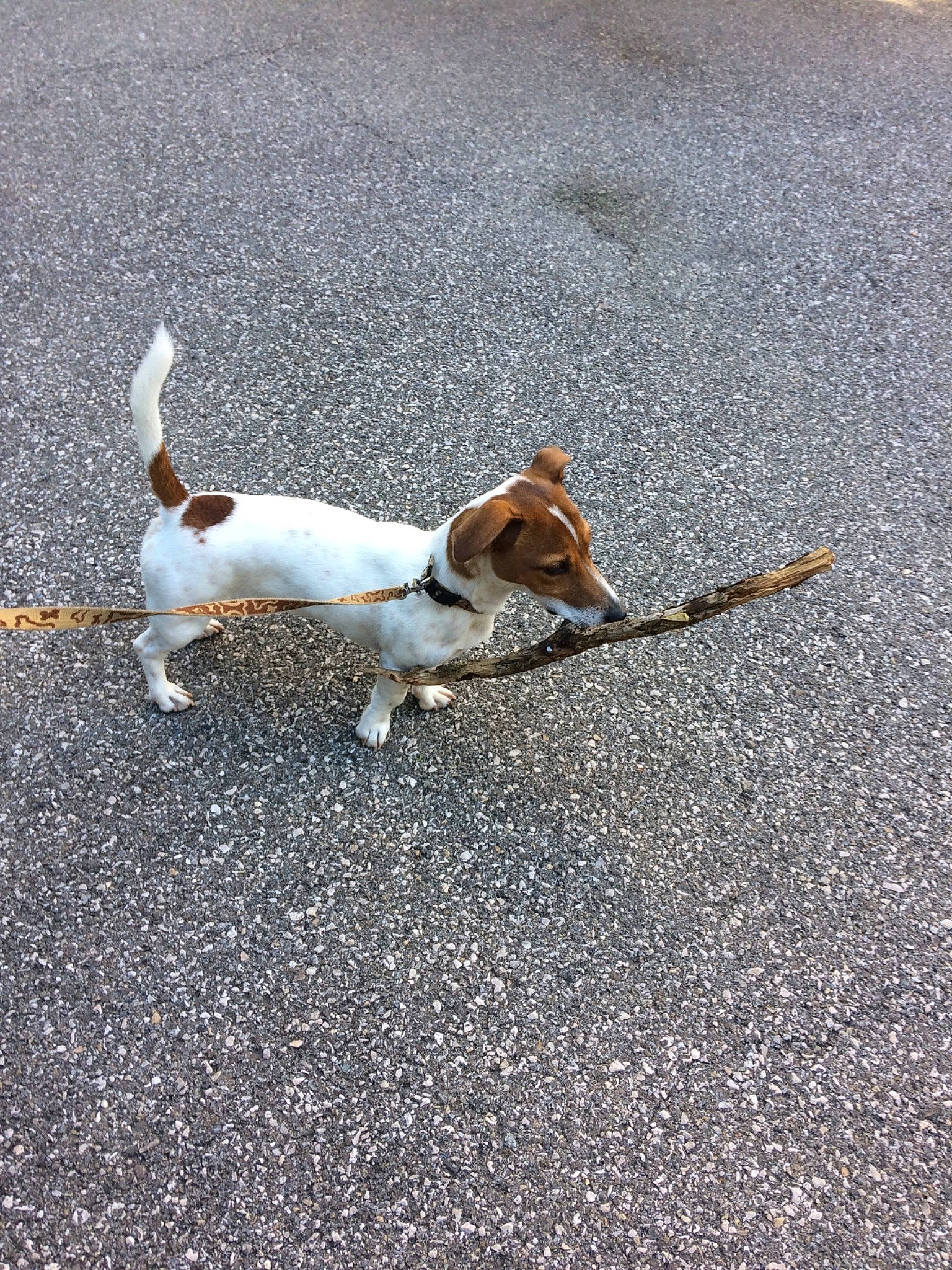 Nelson participe au concours pour gagner de l'argent avec cette photo : beagle, canidae, carnivore, companion_dog, dog, dog_breed, fawn, harrier, hunting_dog, jack_russell_terrier, leash, mammal, miniature_fox_terrier, parson_russell_terrier, paw, plummer_terrier, sporting_group, tail, tenterfield_terrier, treeing_feist