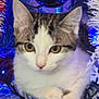 cat, kitten, holiday, christmas_tree, ornament, star, blue_light, white_fur, tabby, cute, pet, closeup, festive, decorations, winter_theme, indoor, animal, playful, furry, christmas