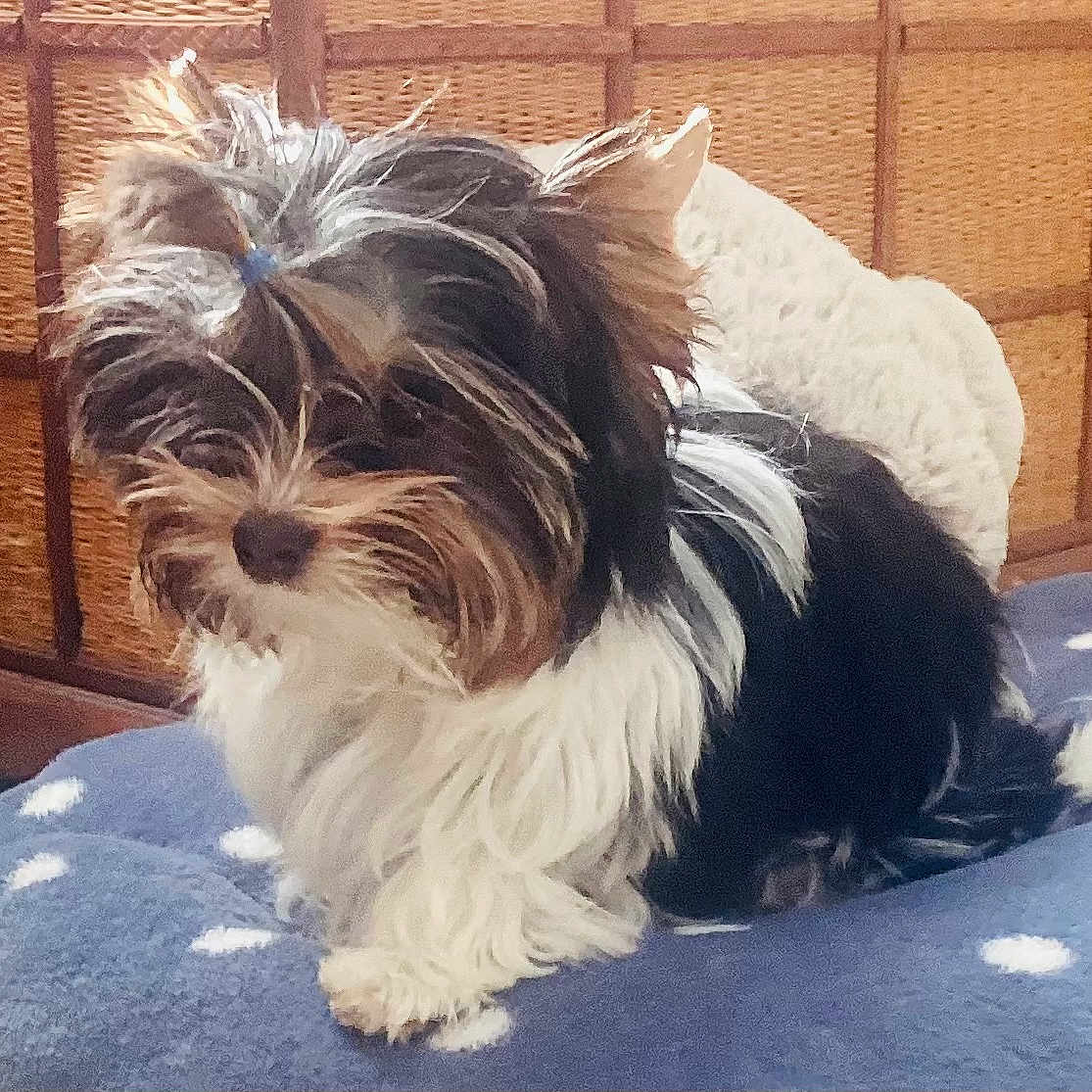 Iggy is registered to the contest to win money with this photo: affenpinscher, animal, canine, cat, cockerspaniel, couch, cushion, dog, dogbed, furniture, homedecor, indoors, papillon, person, pet, puppy, rock, sleeping, terrier, whitedog