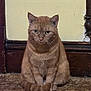cat, orange_tabby, sitting, carpet, indoor, wall, wooden_baseboard, fur, pet, animal, eyes, ears, tail, whiskers, floor, home, cute, feline, mammal, domestic