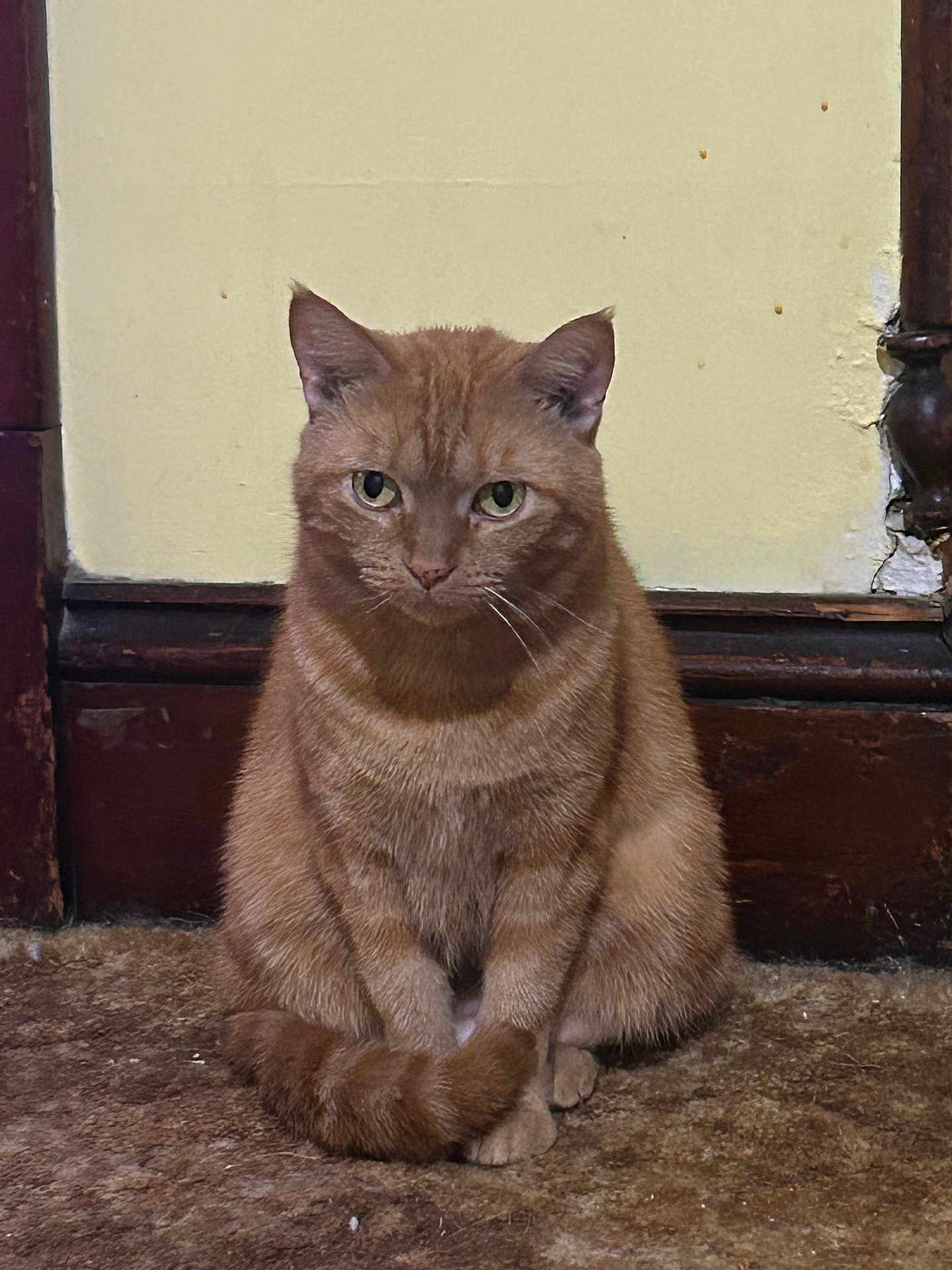 Stella joined the competition — help win amazing prizes! cat, orange_tabby, sitting, carpet, indoor, wall, wooden_baseboard, fur, pet, animal, eyes, ears, tail, whiskers, floor, home, cute, feline, mammal, domestic