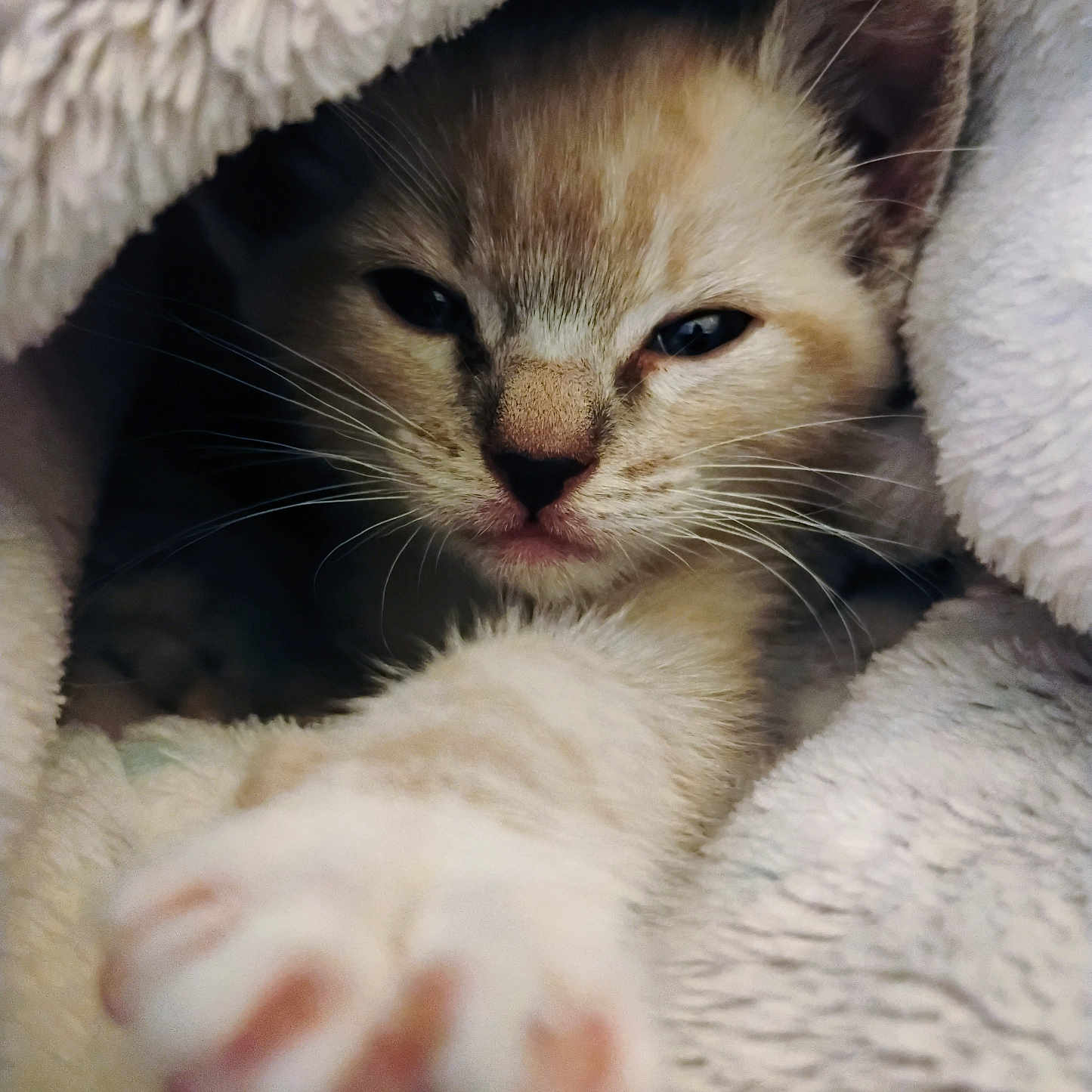 Angel joined the competition — help win amazing prizes! animal, blanket, cat, closeup, cozy, cute, cute_animal, face, feline, fur, indoor, kitten, paw, pet, resting, sleepy, soft, warm, whiskers, young