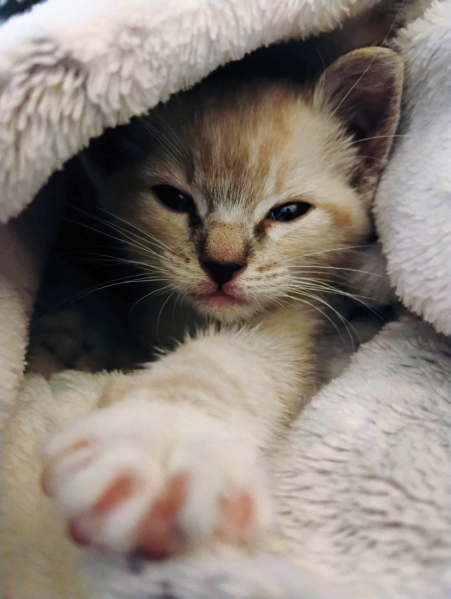 Angel joined the competition — help win amazing prizes! kitten, cat, paw, blanket, fur, cute, sleepy, cozy, closeup, whiskers, soft, pet, animal, indoor, feline, cute_animal, resting, young, face, warm