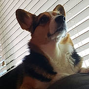 Zelda is registered to the contest to win money with this photo: dog, corgi, pet, indoor, window_blinds, furniture, paw, fur, animal, mammal, relaxing, side_view, close_up, domestic_animal, canine, house, resting, companion, cute, alert