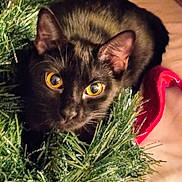 Olive Rose joined the competition — help win amazing prizes! black_cat, cat, yellow_eyes, wreath, holiday, festive, greenery, curious, pet, animal, indoors, close_up, whiskers, ears, feline, cozy, soft_lighting, christmas, cute, playful