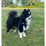 Shadow participe au concours pour gagner de l'argent avec cette photo : dog, black_and_white, fluffy, leash, grass, park, trees, outdoor, pet, canine, happy, tongue_out, nature, daylight, cute, animal, standing, fur, playful, sky