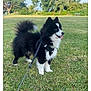 dog, black_and_white, fluffy, leash, grass, park, trees, outdoor, pet, canine, happy, tongue_out, nature, daylight, cute, animal, standing, fur, playful, sky