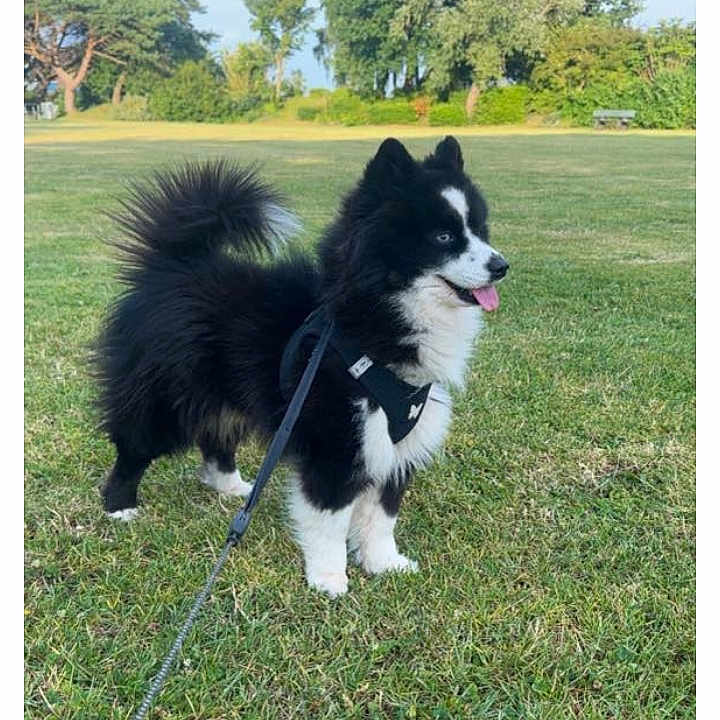 Shadow participe au concours pour gagner de l'argent avec cette photo : animal, black_and_white, canine, cute, daylight, dog, fluffy, fur, grass, happy, leash, nature, outdoor, park, pet, playful, sky, standing, tongue_out, trees
