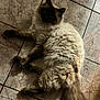 cat, fluffy, tile_floor, indoor, pet, feline, relaxed, curious, long_tail, dark_face, cream_fur, whiskers, four_legs, shadow, closeup, animal, domestic, fur_texture, quiet, resting