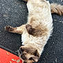 Gordo joined the competition — help win amazing prizes! cat, siamese_cat, fluffy, lying_down, relaxed, black_mat, red_floor, whiskers, fur, paw, tail, outdoor, animal, pet, sleeping, resting, closeup, texture, soft, quiet
