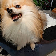 Chataigne a rejoint le concours — aidez-le/la à gagner de superbes lots ! dog, pomeranian, fluffy, small_dog, long_hair, cream_fur, open_mouth, smiling, teeth, black_nose, dark_eyes, portrait, close_up, pet, animal, sitting, cushion, indoor, houseplant, speakers