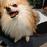 dog, pomeranian, fluffy, small_dog, long_hair, cream_fur, open_mouth, smiling, teeth, black_nose, dark_eyes, portrait, close_up, pet, animal, sitting, cushion, indoor, houseplant, speakers