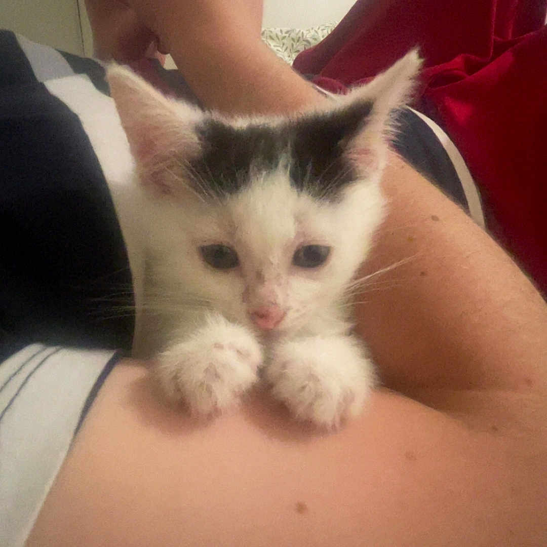 Neige a rejoint le concours — aidez-le/la à gagner de superbes lots ! animal, arm, black, cat, clinging, closeup, companion, cute, furry, hand, indoor, kitten, paw, person, pet, phone, resting, small, white, young