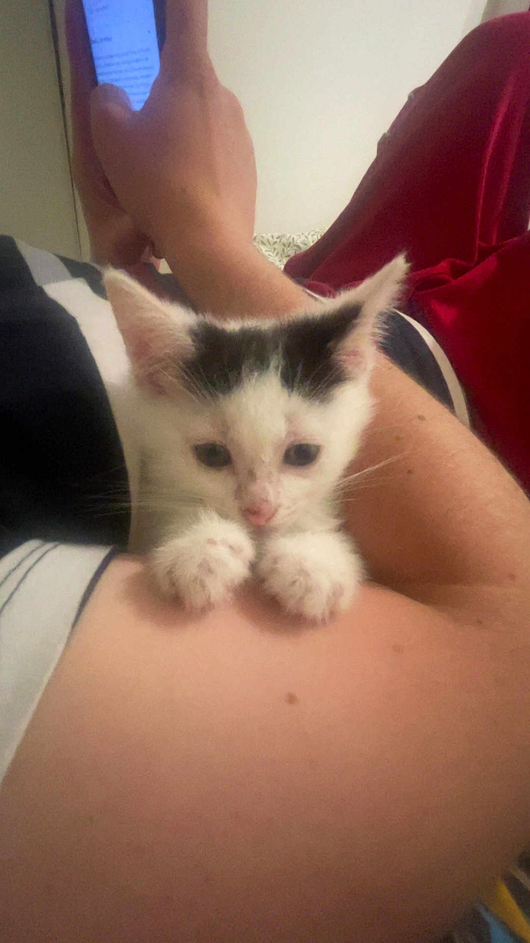 Neige a rejoint le concours — aidez-le/la à gagner de superbes lots ! kitten, cat, animal, pet, white, black, paw, furry, cute, clinging, arm, person, hand, phone, indoor, resting, closeup, young, small, companion