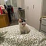 Neige participe au concours pour gagner de l'argent avec cette photo : kitten, cat, bed, bedspread, leaf_pattern, white_cat, black_markings, indoor, furniture, wardrobe, clothes_rack, window, curtains, room, floor, cozy, pet, animal, small, cute