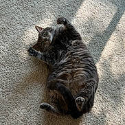 Stormy joined the competition — help win amazing prizes! animal, carpet, cat, cozy, cute, domestic_cat, feline, fluffy, fur, gray_cat, indoor, lying_down, mammal, paw, pet, relaxed, shadow, stretching, sunlight, whiskers
