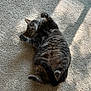 animal, carpet, cat, cozy, cute, domestic_cat, feline, fluffy, fur, gray_cat, indoor, lying_down, mammal, paw, pet, relaxed, shadow, stretching, sunlight, whiskers