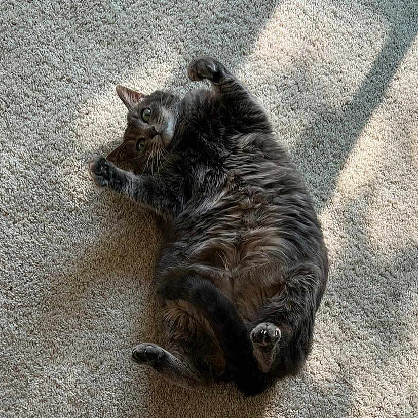 Stormy joined the competition — help win amazing prizes! animal, carpet, cat, cozy, cute, domestic_cat, feline, fluffy, fur, gray_cat, indoor, lying_down, mammal, paw, pet, relaxed, shadow, stretching, sunlight, whiskers