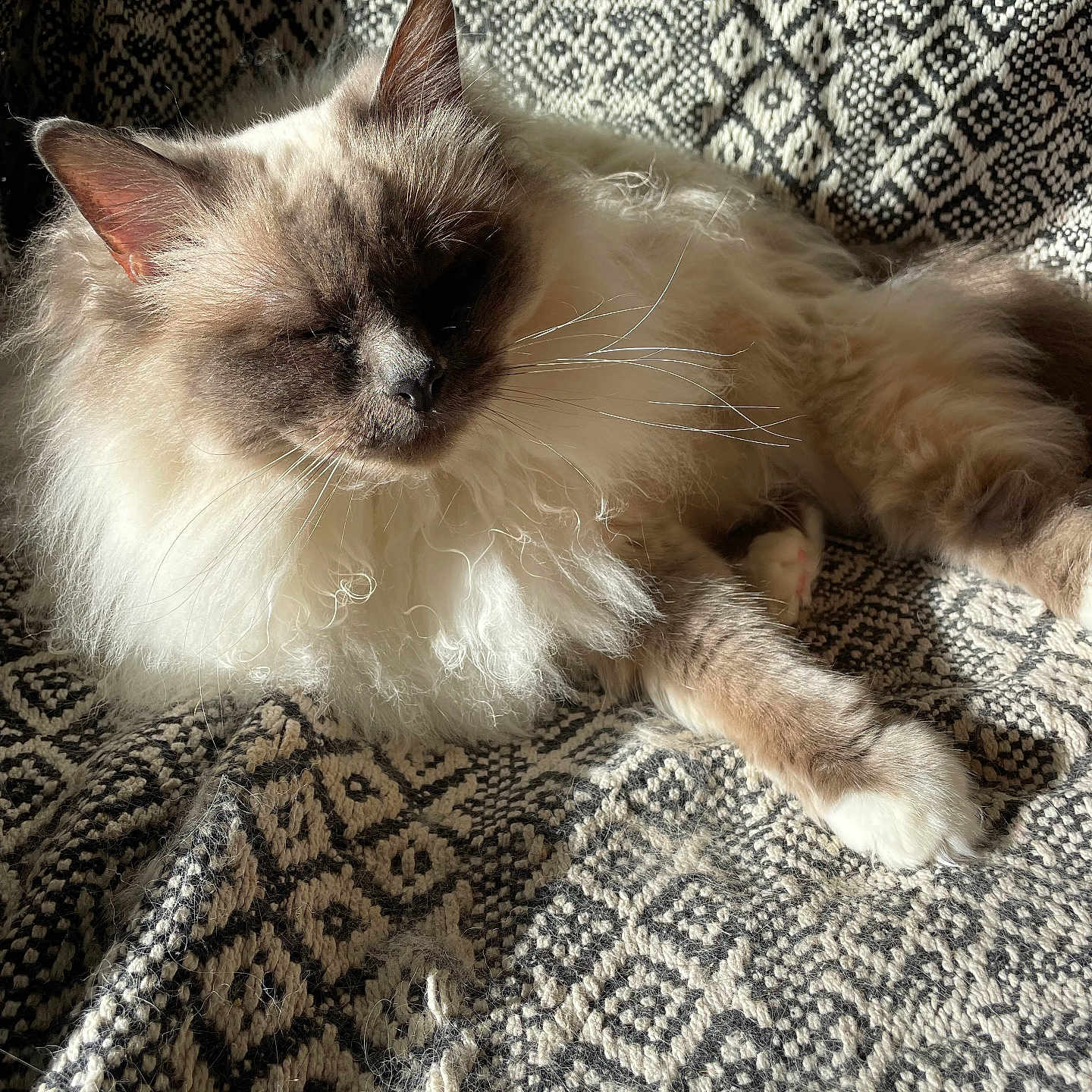 Molly