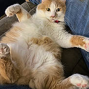 Meatloaf is registered to the contest to win money with this photo: belly, cat, close_up, collar, couch, eyes, feline, fluffy, fur, indoor, jeans, lounging, orange_and_white, paws, pet, pink_paws, portrait, relaxed, surprised, whiskers