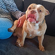 Sky a rejoint le concours — aidez-le/la à gagner de superbes lots ! dog, bulldog, pet, tongue_out, sitting, couch, sofa, hand, paw, jeans, leopard_print, blanket, indoor, wallpaper, close_up, nose, collar, expressive_face, adorable, squishy_face