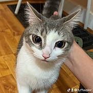 Giorno Junior joined the competition — help win amazing prizes! cat, indoor, wooden_floor, petting, hand, curious, feline, white_and_gray, flooring, animal, domestic, whiskers, ears, tail, person, touch, close_up, kitten, looking_up, cute