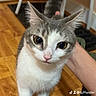cat, indoor, wooden_floor, petting, hand, curious, feline, white_and_gray, flooring, animal, domestic, whiskers, ears, tail, person, touch, close_up, kitten, looking_up, cute