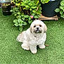 Clyde participe au concours pour gagner de l'argent avec cette photo : dog, white_dog, fluffy, sitting, artificial_grass, greenery, plants, flower, potted_plants, outdoor, pet, cute, small_dog, garden, nature, fur, animal, companion, calm, adorable