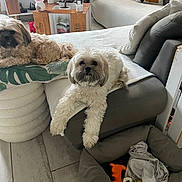 Clyde a rejoint le concours — aidez-le/la à gagner de superbes lots ! dog, living_room, sofa, pillow, pet_bed, toy, floor, cushion, decor, plant, wooden_table, blanket, ottoman, home, indoor, relaxed, fur, cozy, comfortable, pet